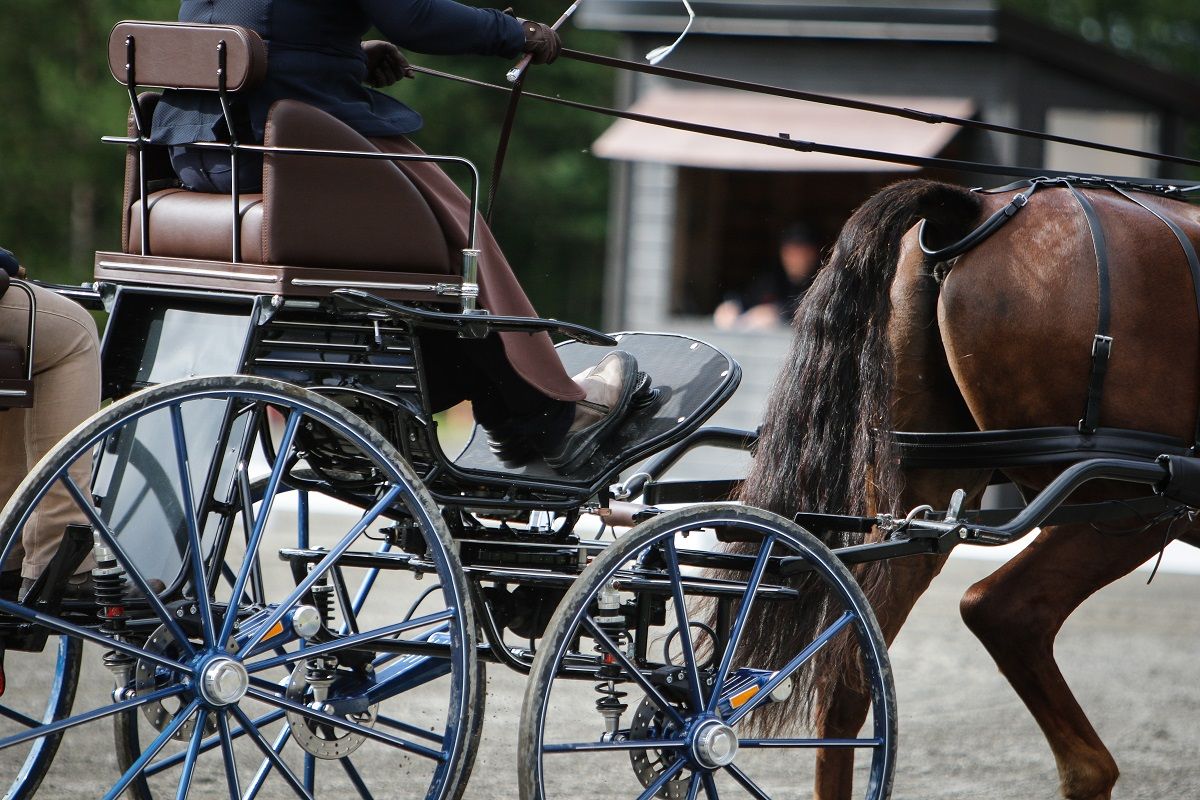 hest / Norges Rytterforbund