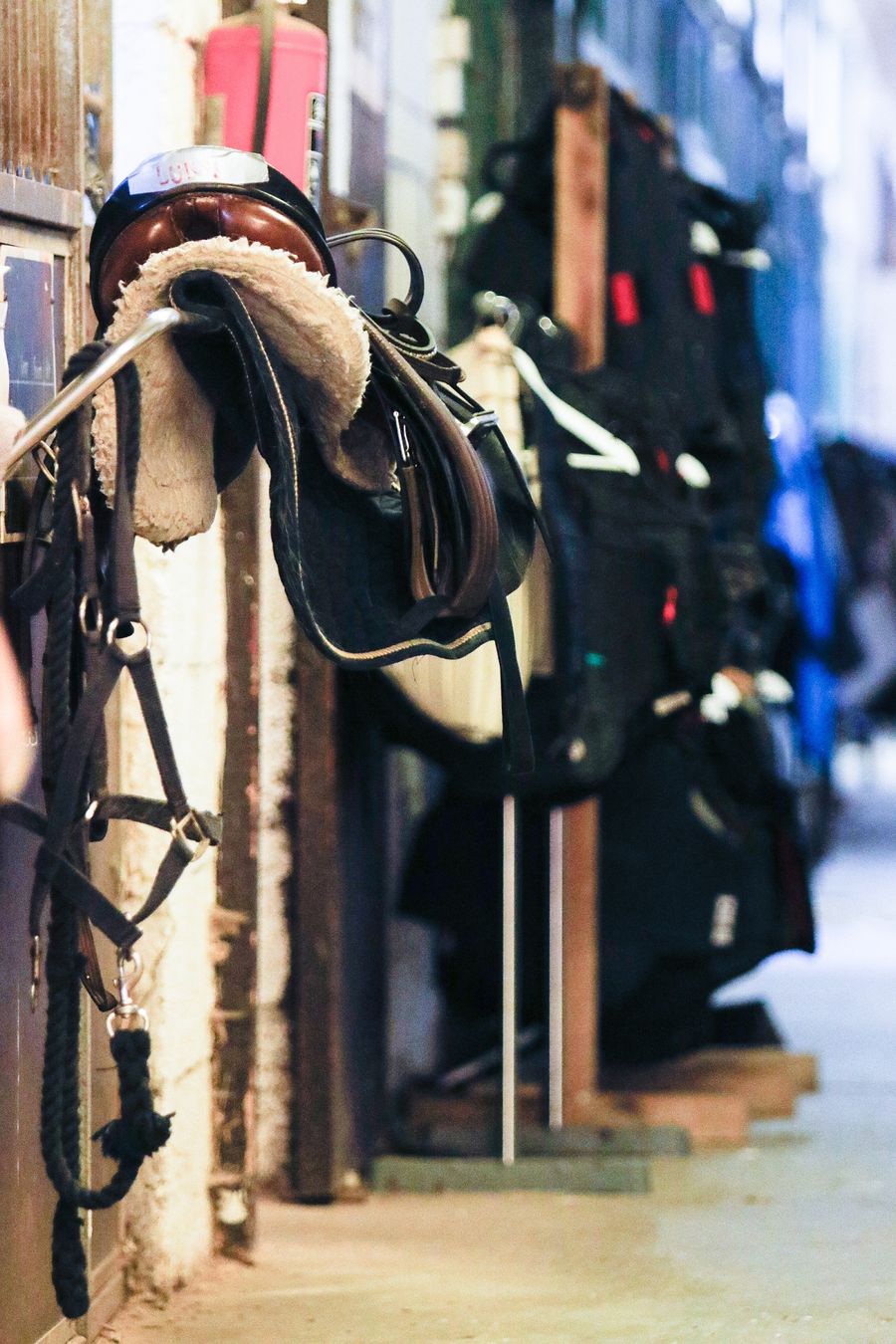 hest / Norges Rytterforbund