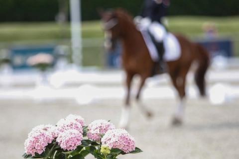 hest / Norges Rytterforbund