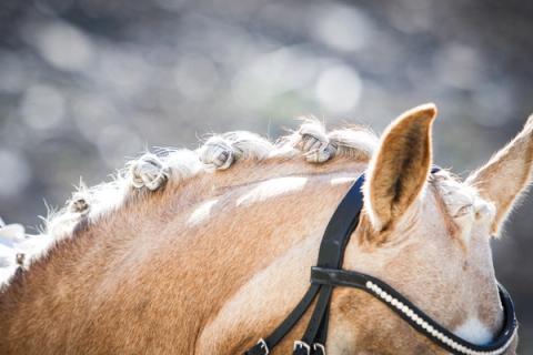 hest / Norges Rytterforbund 