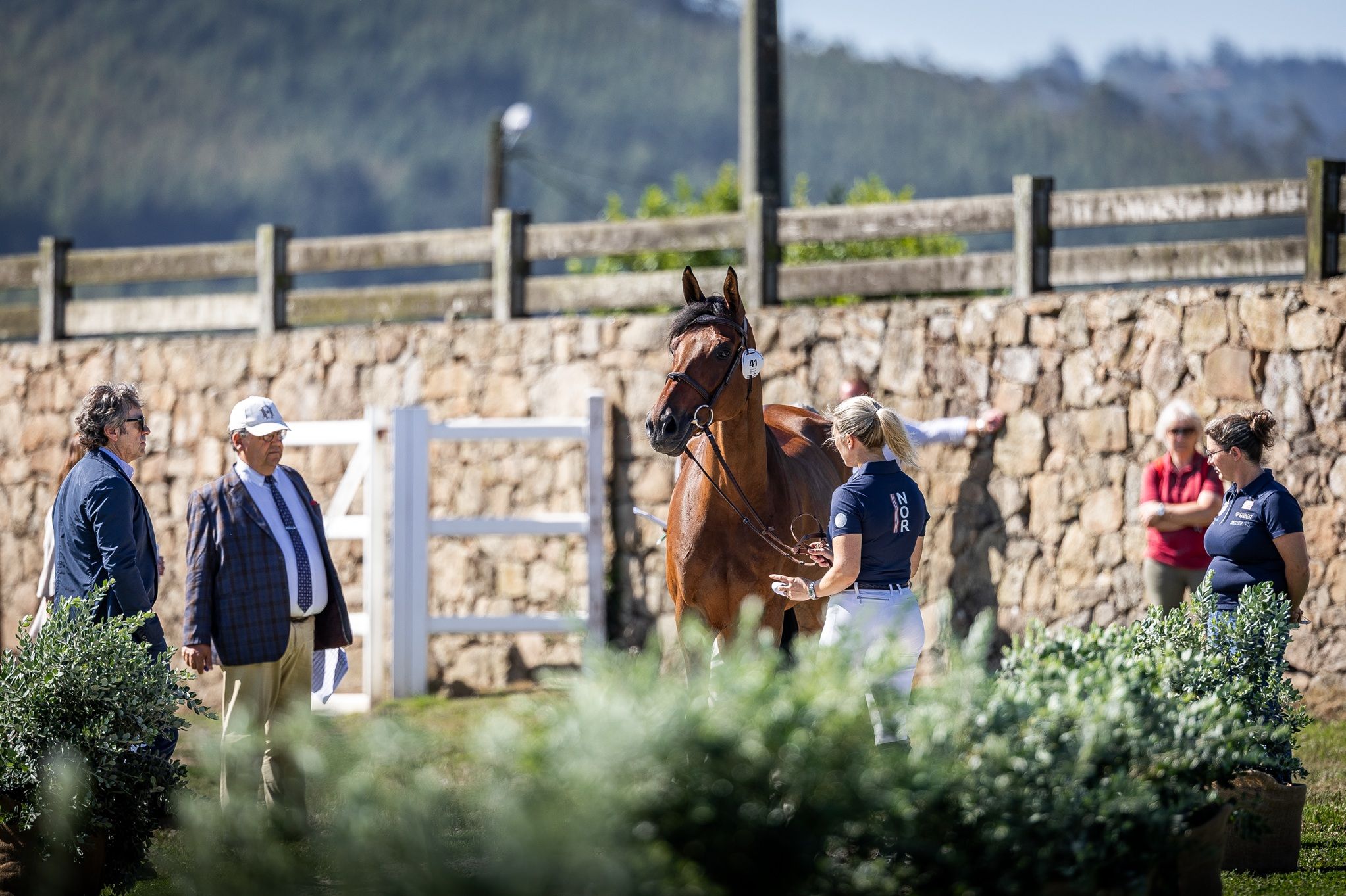 hest / Norges Rytterforbund / Carsten Sørlie