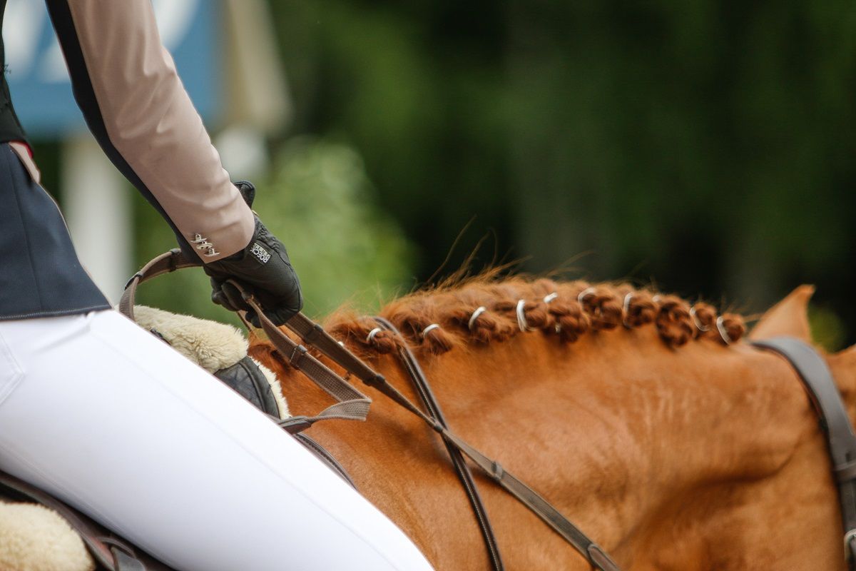 hest / Norges Rytterforbund 