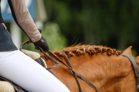 hest / Norges Rytterforbund