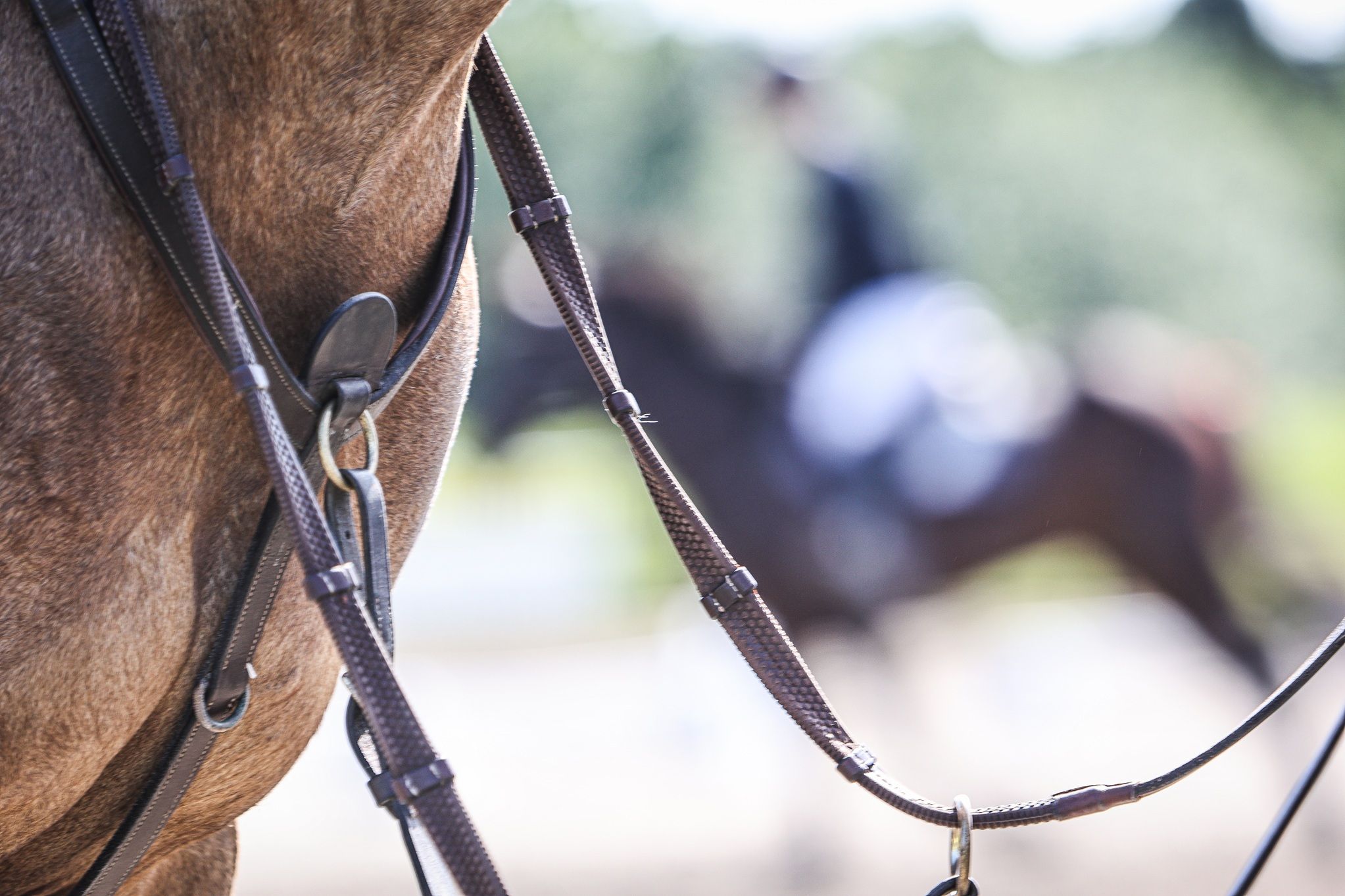 hest / Norges Rytterforbund / Trenerlisens