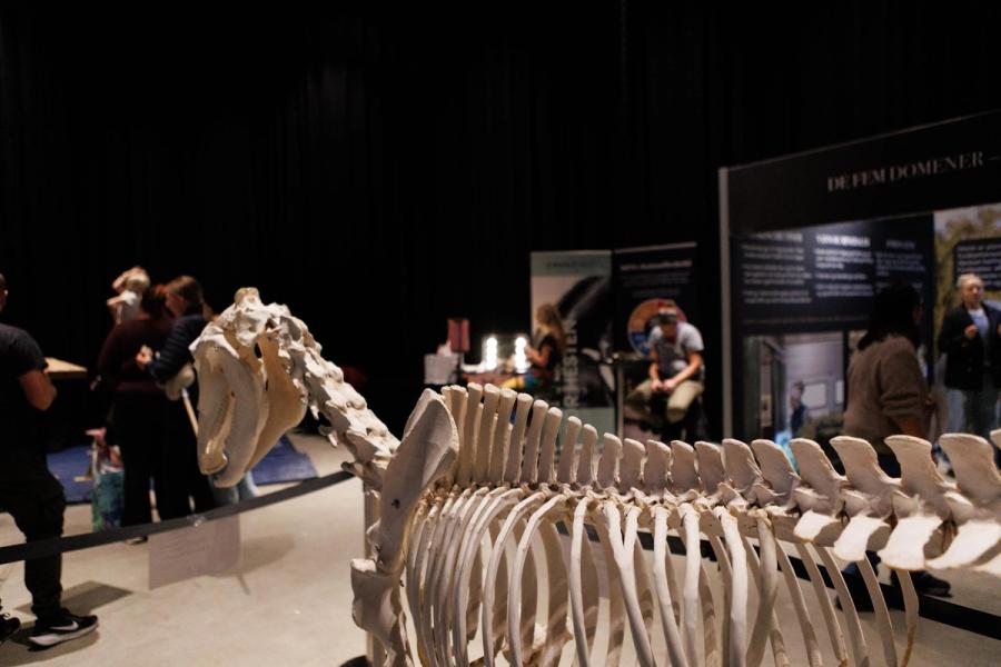 hest / Norges Rytterforbund / Hestevelferd for alle