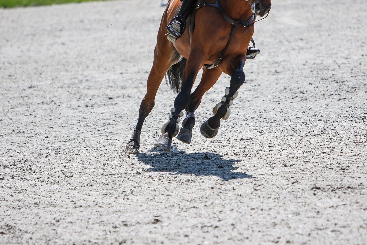 hest / galopp / ridebane / Norges Rytterforbund