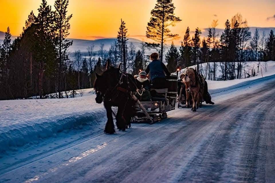 hest / lasskjører / Norges Rytterforbund