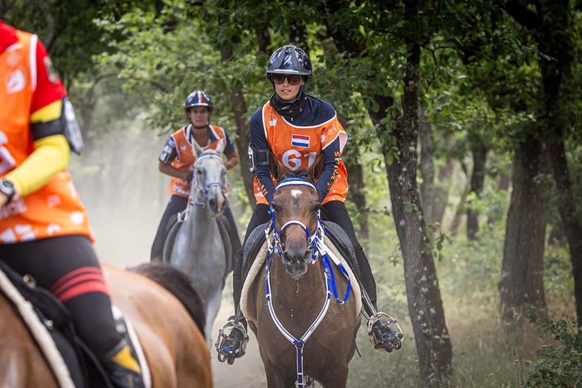 hest / Norges Rytterforbund