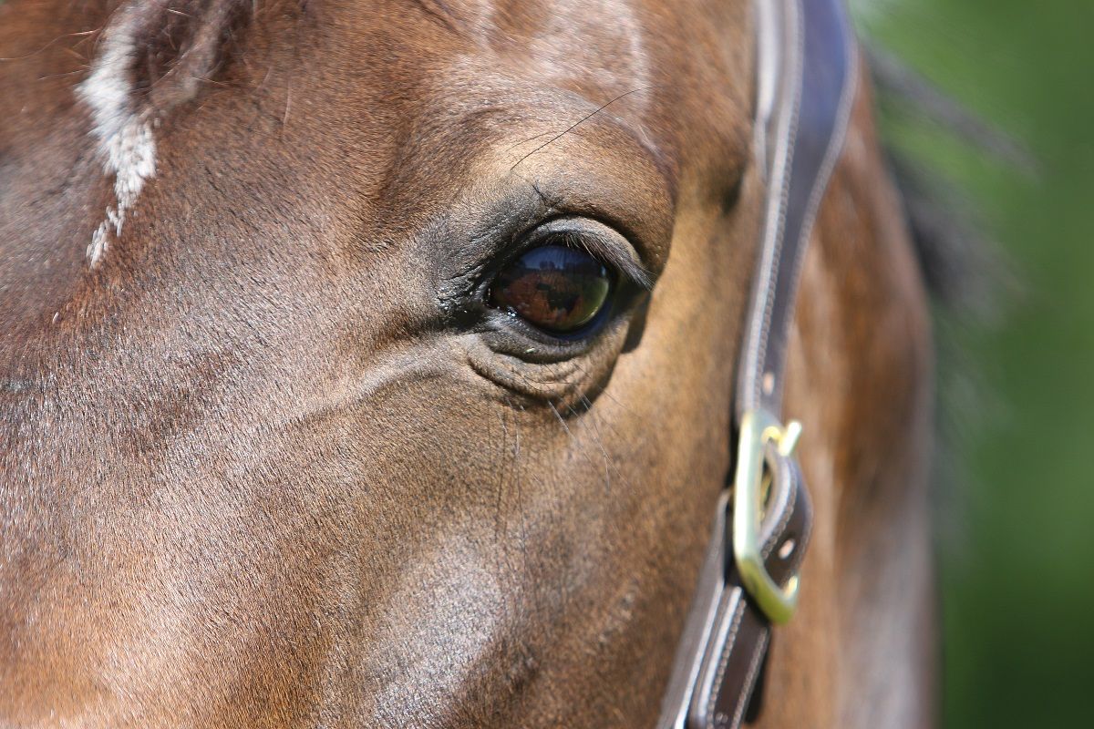 hest / øye / Norges Rytterforbund
