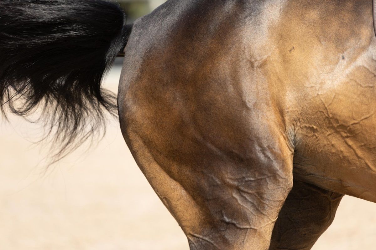 hest / Norges Rytterforbund