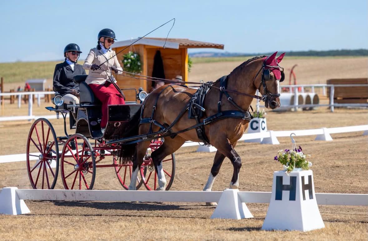 hest / Norges Rytterforbund