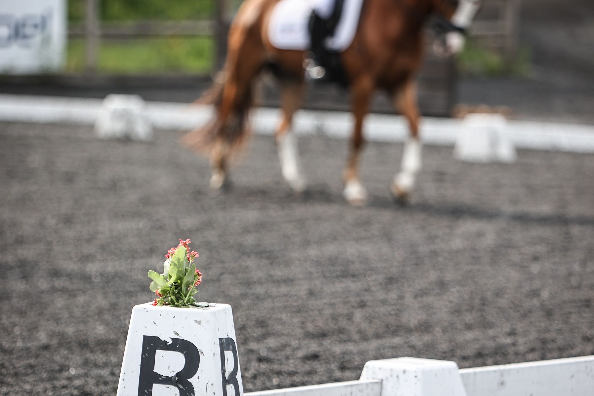 hest / Norges Rytterforbund / momskompensasjon