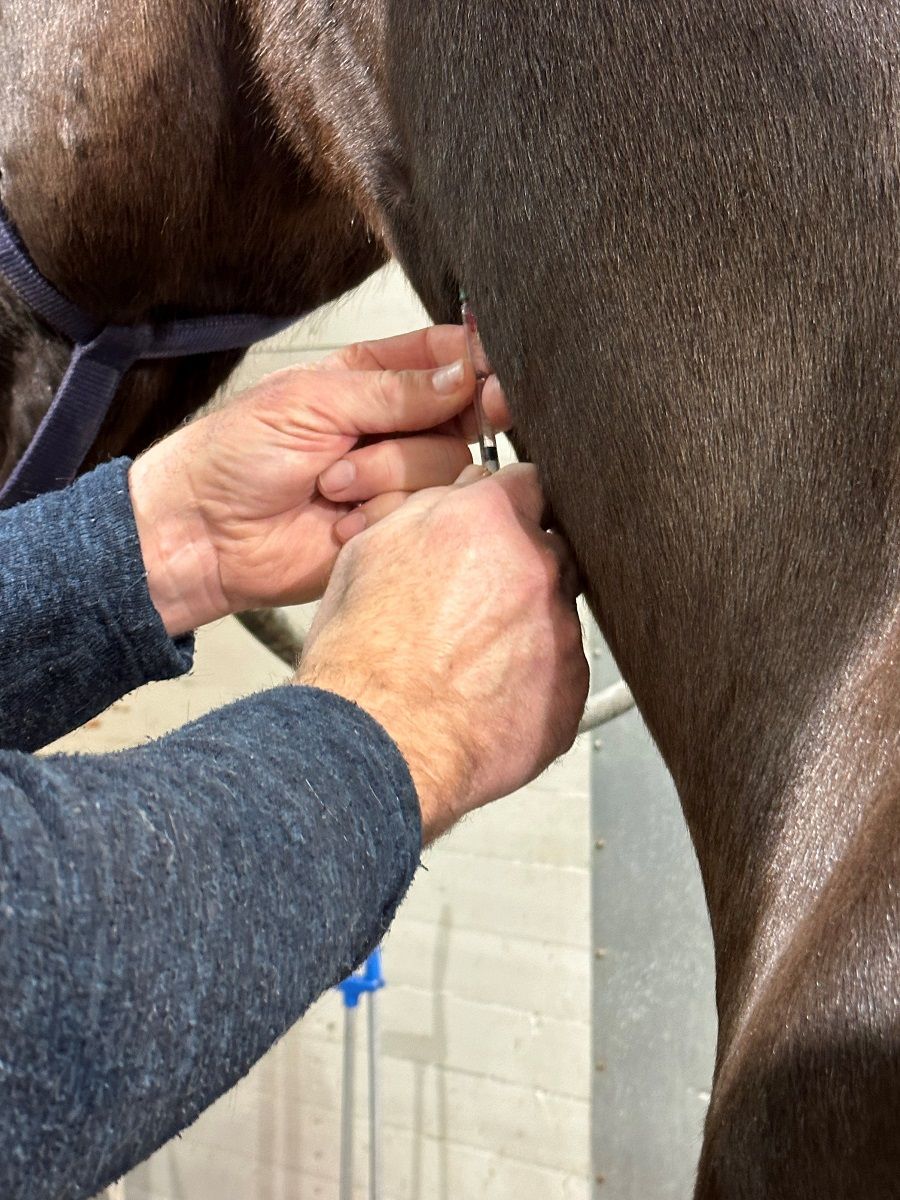 veterinær / dyrlege / Norges Rytterforbund