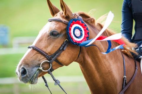 hest / Norges Rytterforbund