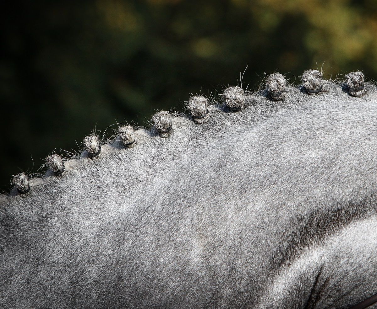 hest / sprang / sprangridning / fletter / Norges Rytterforbund