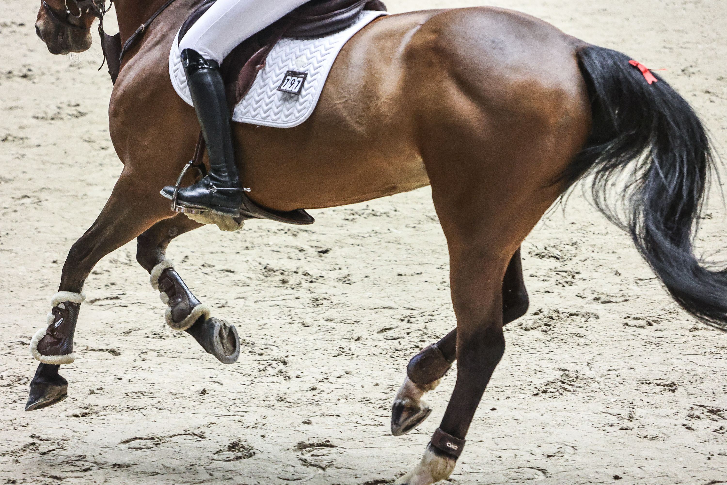 hest / Norges Rytterforbund