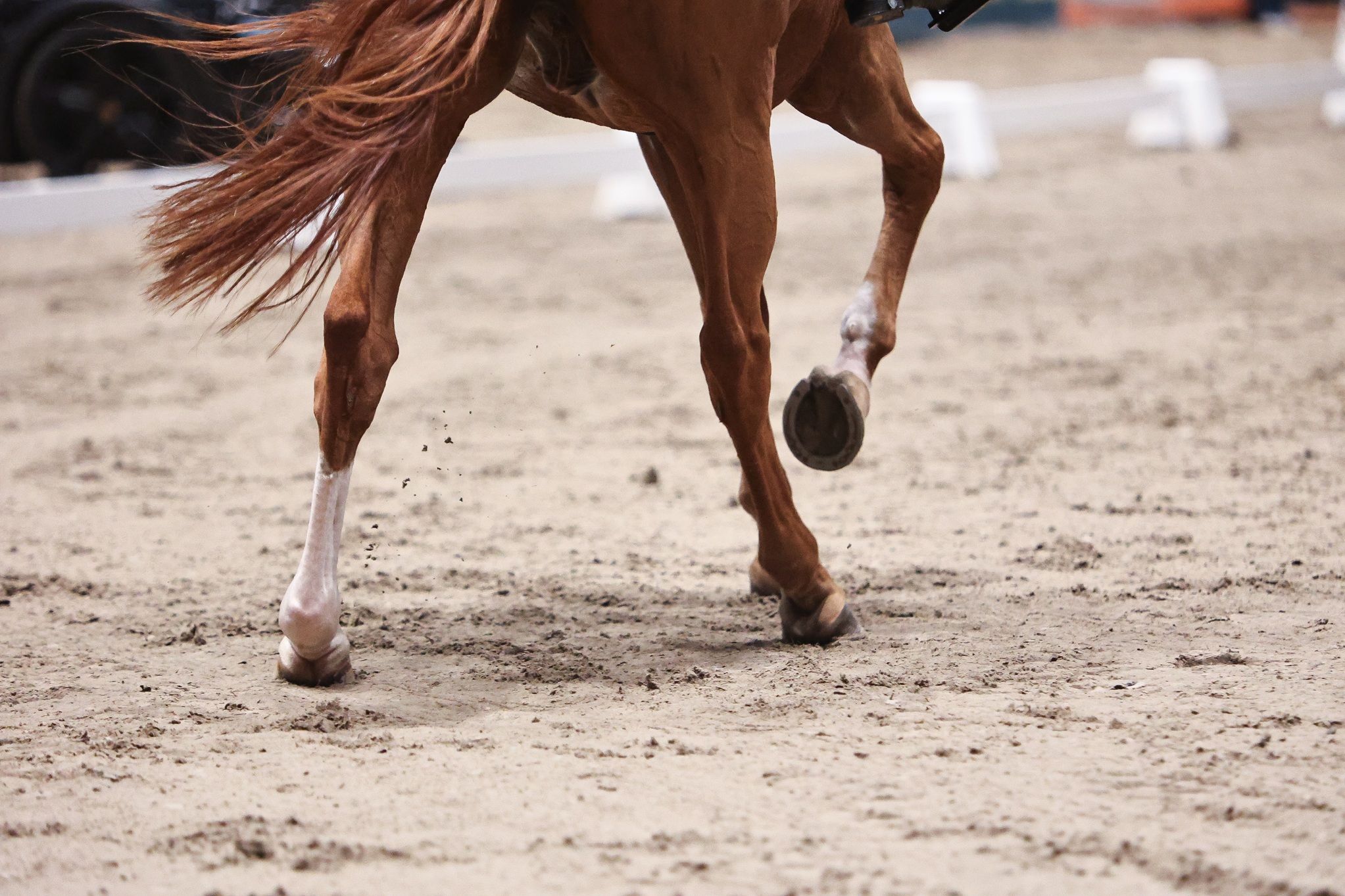 hest / Norges Rytterforbund 