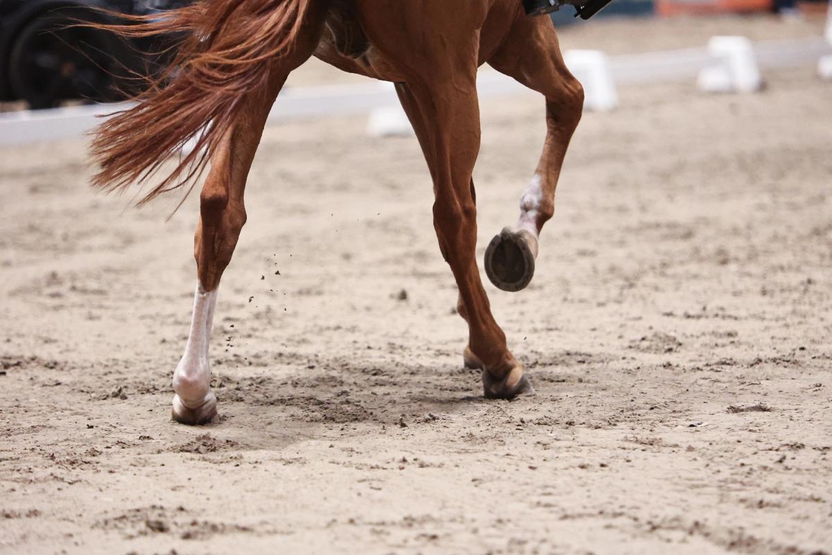 hest / Norges Rytterforbund