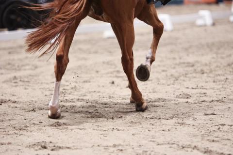 hest / Norges Rytterforbund