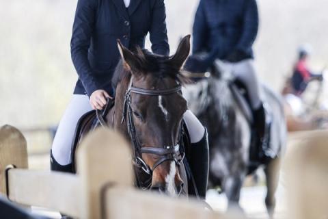 hest / Norges Rytterforbund