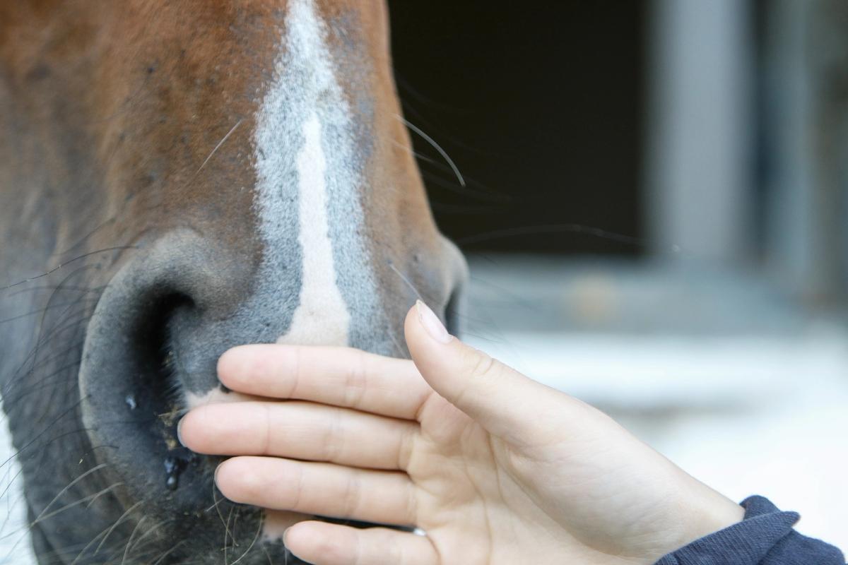 hest / Norges Rytterforbund