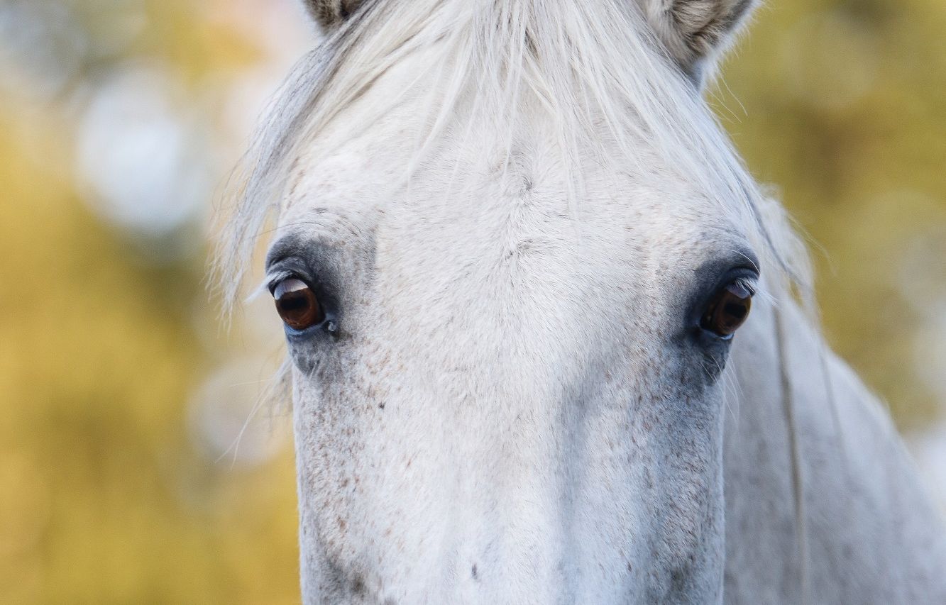 hest / Norges Rytterforbund