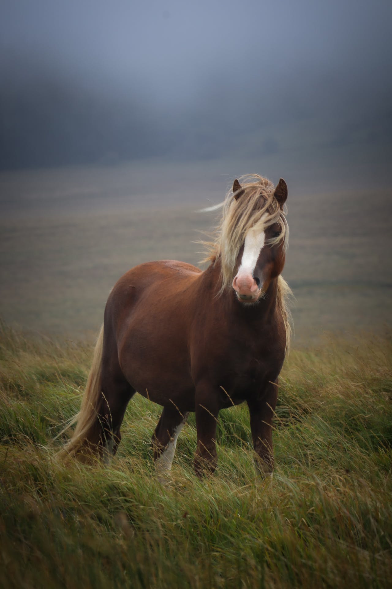 hest / beite / ponni / Norges Rytterforbund