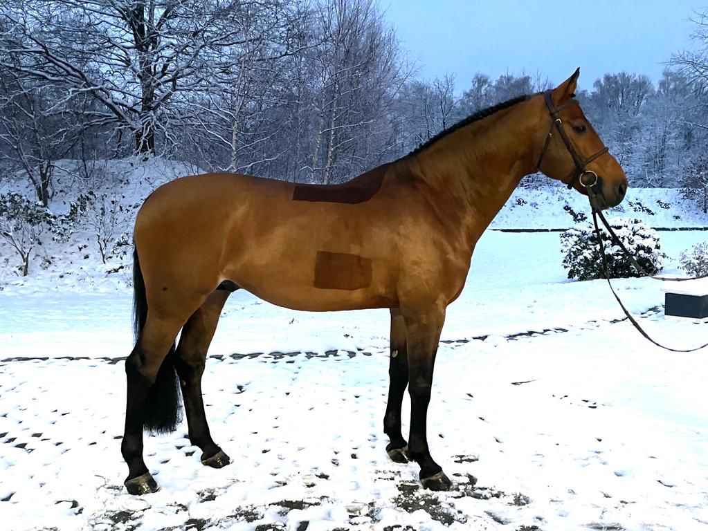 Indoletto/ hingst/ Hannoveraner Verband