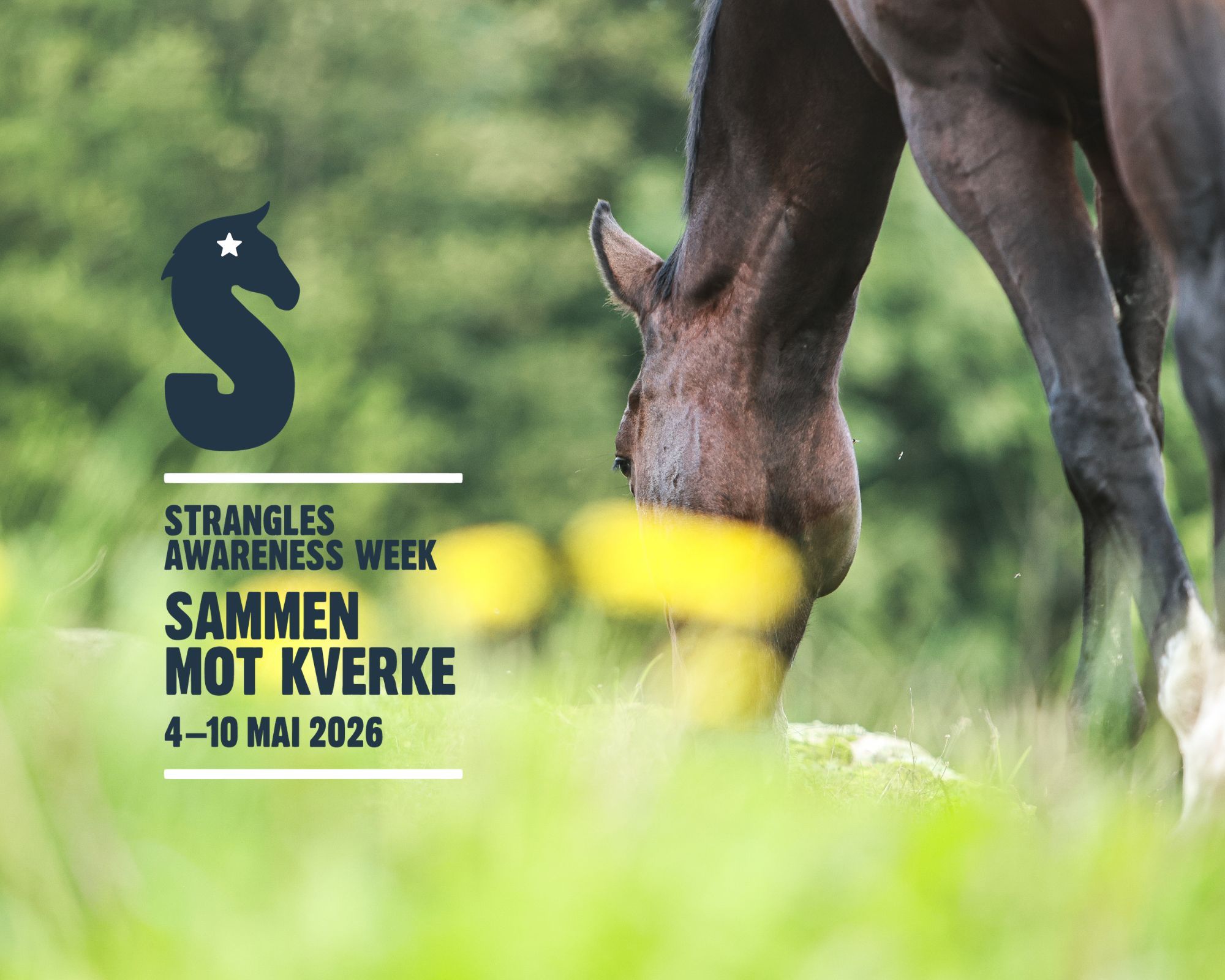  Norges Rytterforbund / hest / Sammen mot kverke
