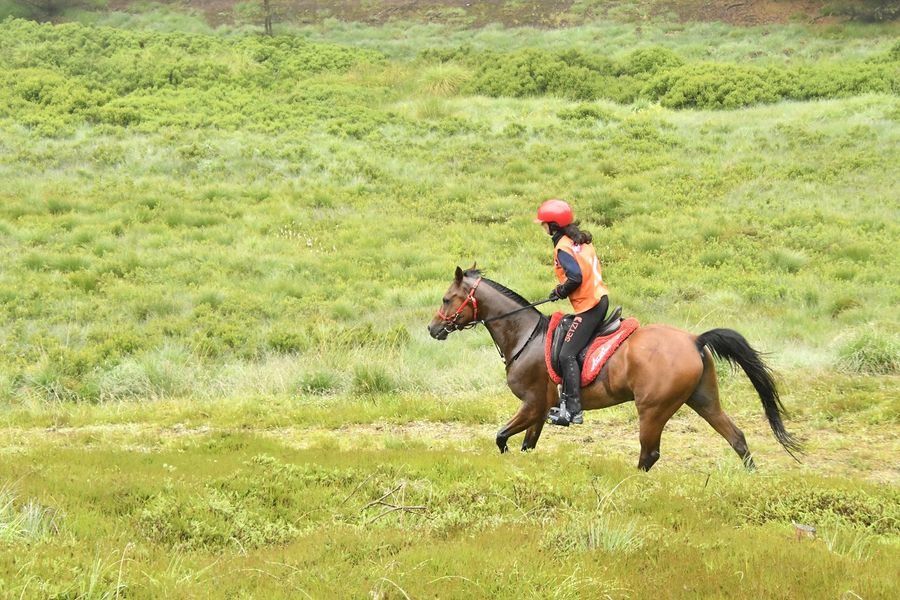 hest / Norges Rytterforbund