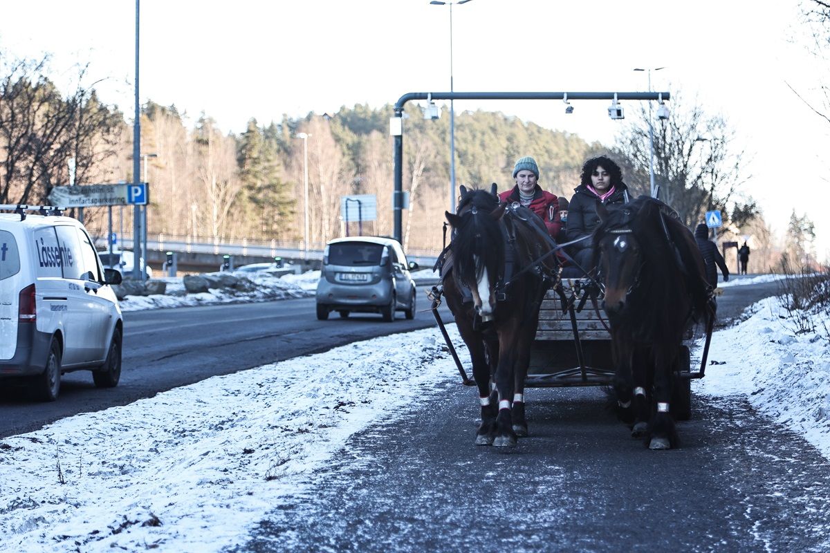 hest / Norges Rytterforbund 