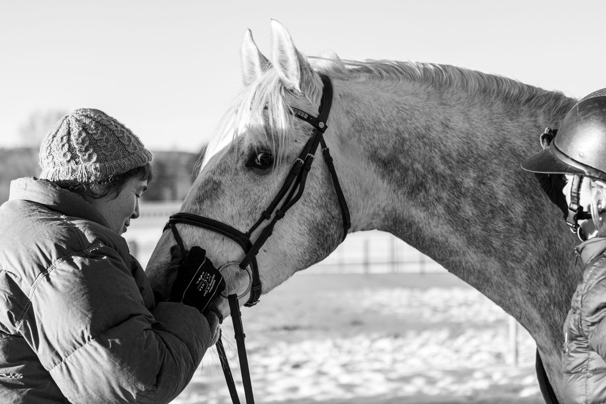 hest / Norges Rytterforbund