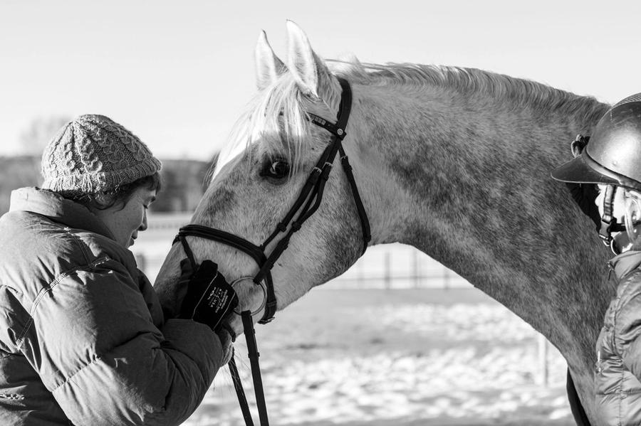 hest / Norges Rytterforbund