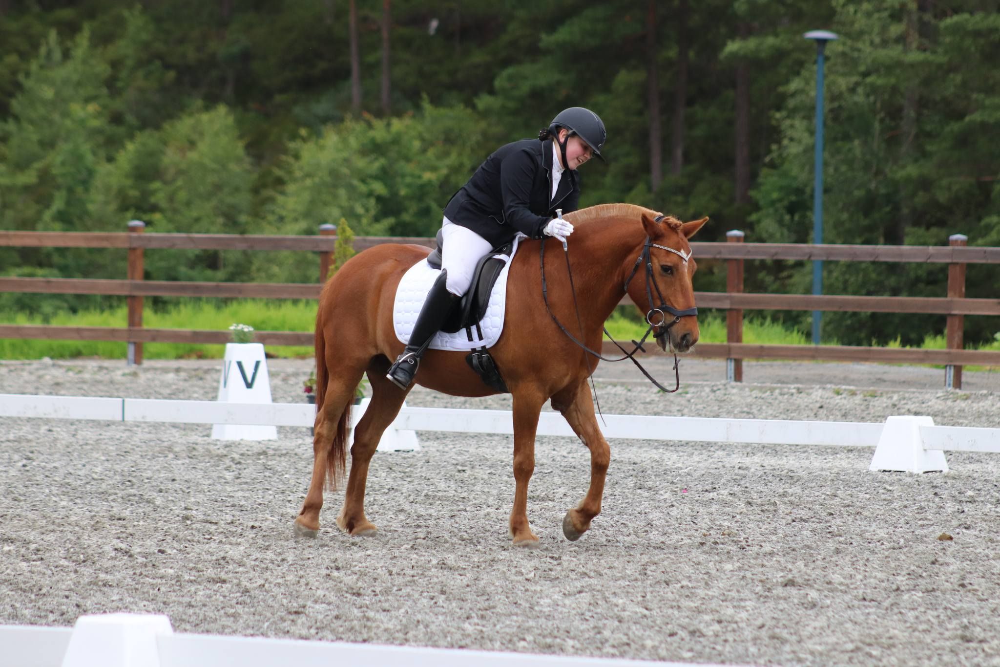 hest / Norges Rytterforbund