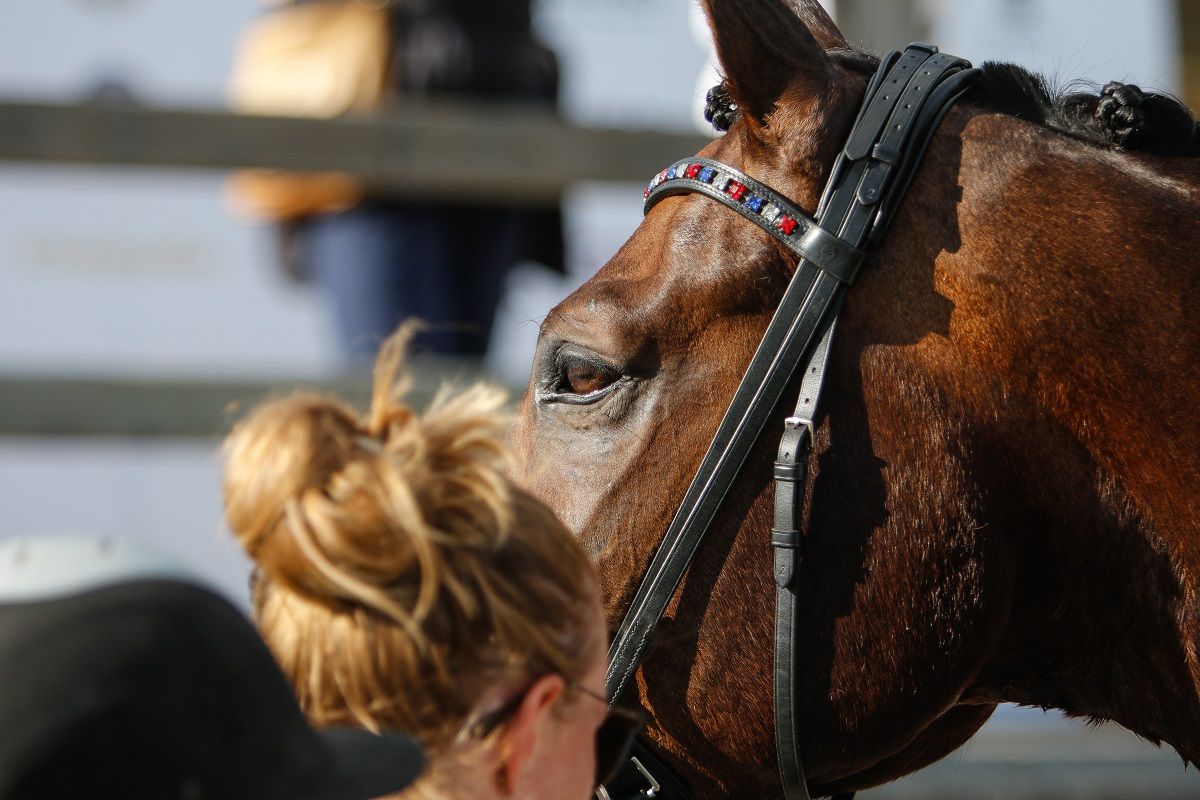 hest / Norges Rytterforbund