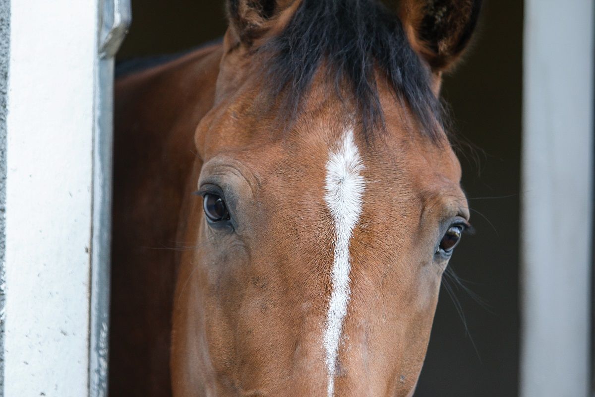 Hest / stall / Norges Rytterforbund