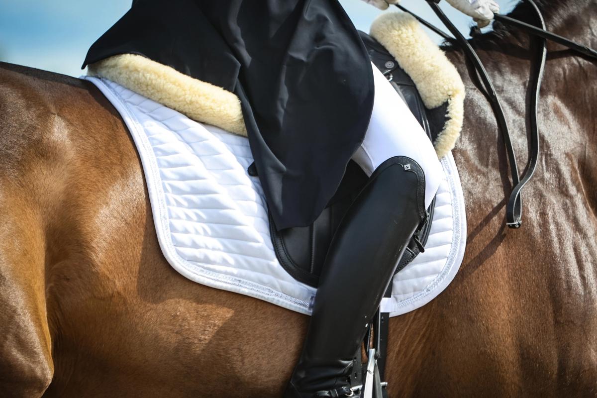 hest / Norges Rytterforbund