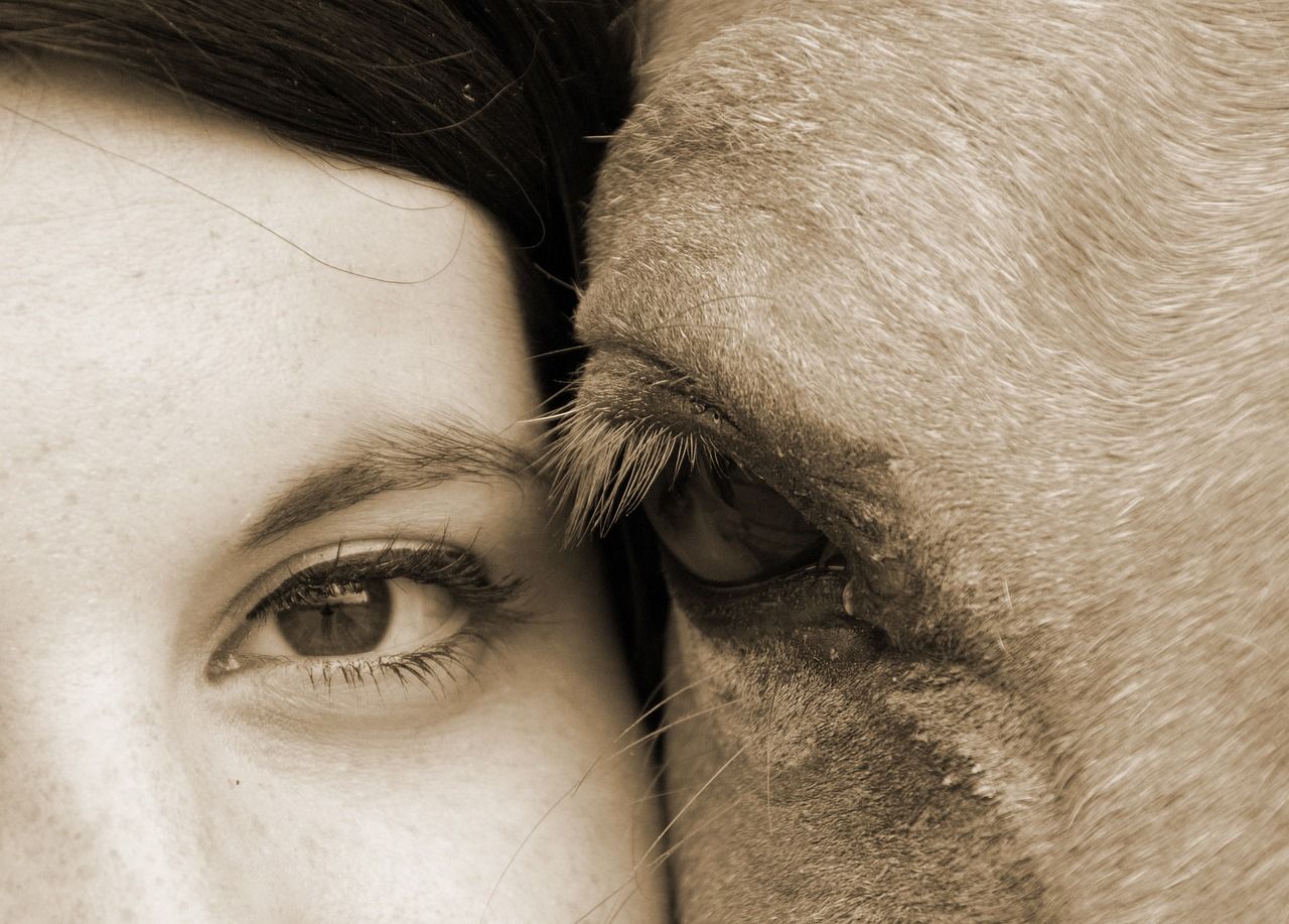 hest / Norges Rytterforbund