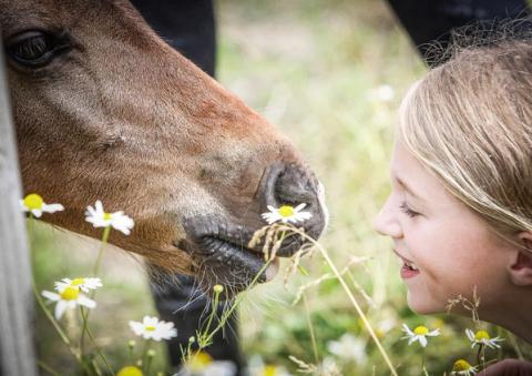 hest / Norges Rytterforbund / Stiftelsen Hästforskning
