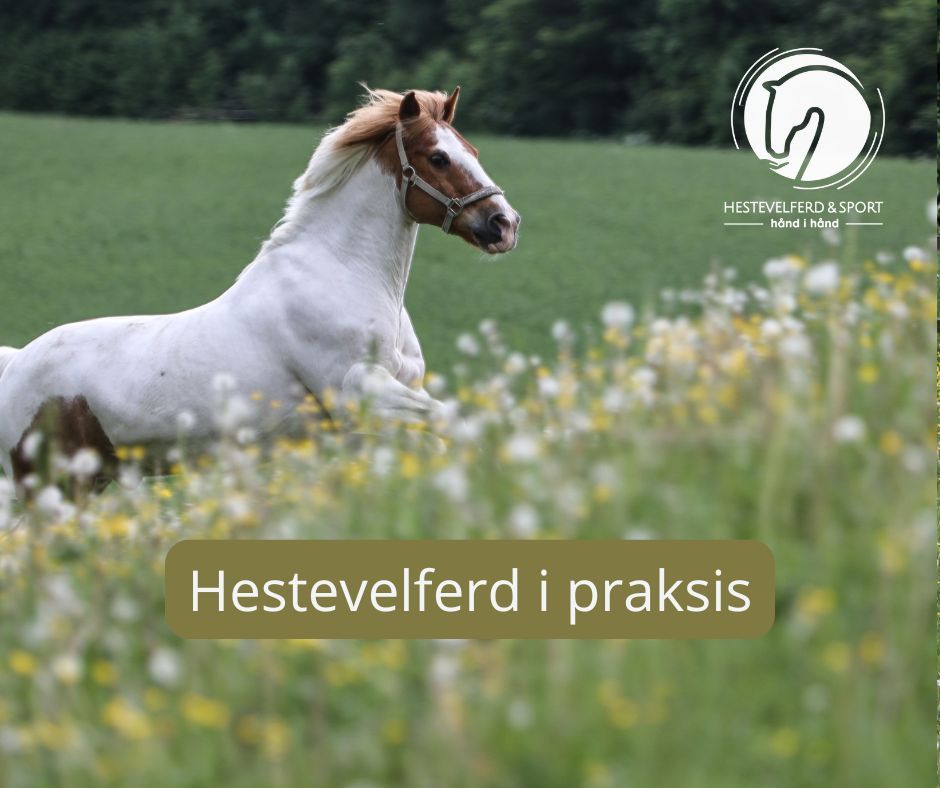 hest / Norges Rytterforbund / Hestevelferd i praksis