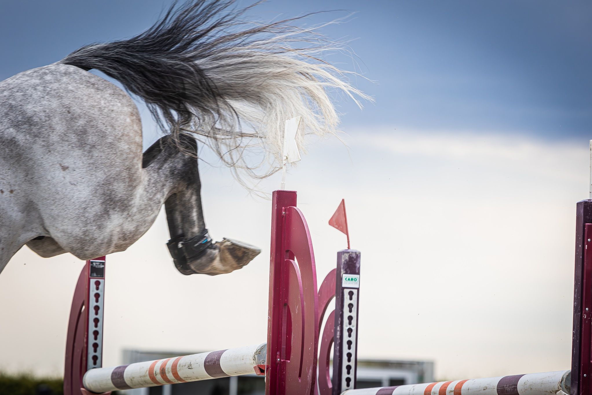 hest / Norges Rytterforbund 