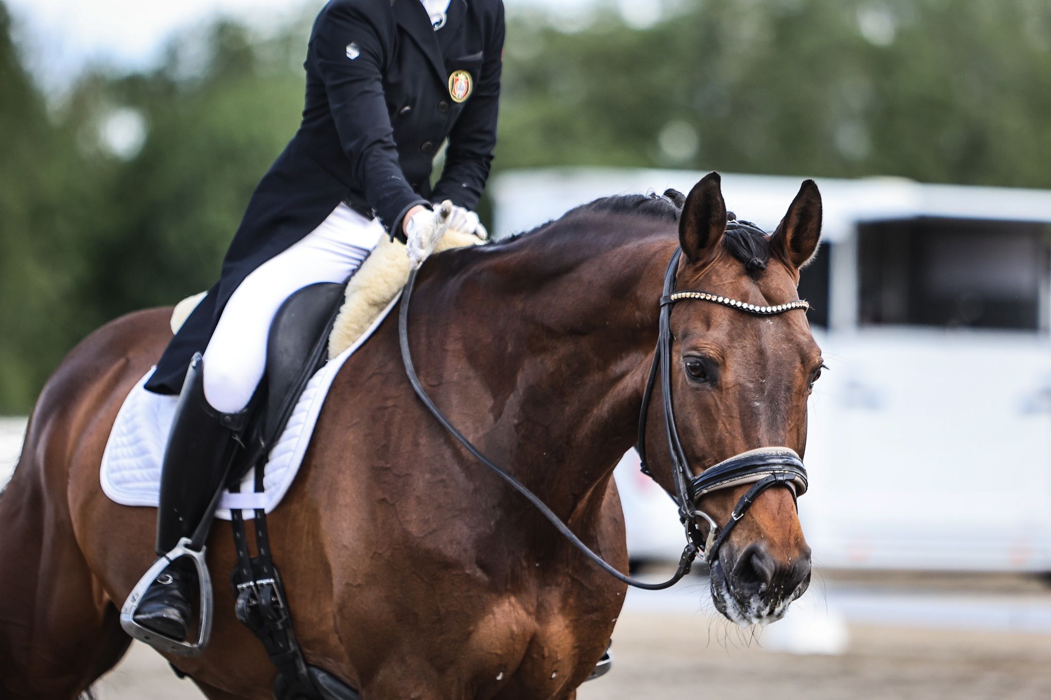 hest / Norges Rytterforbund / Equisport