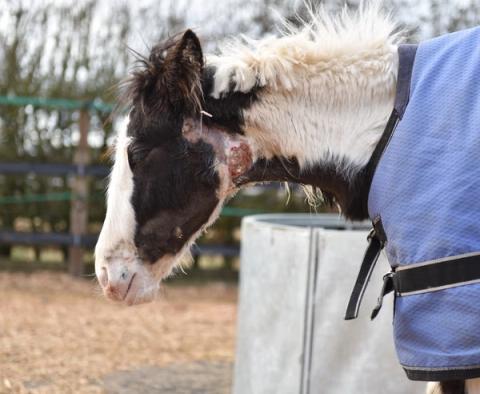 hest / Norges Rytterforbund / kverke