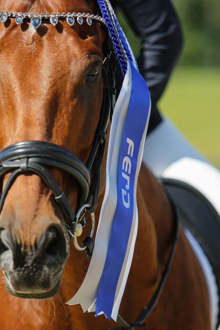 hest / Norges Rytterforbund