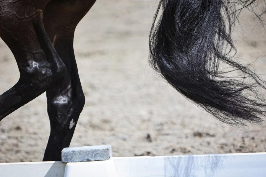  Norges Rytterforbund / hest / krafttak for ridebanebunner