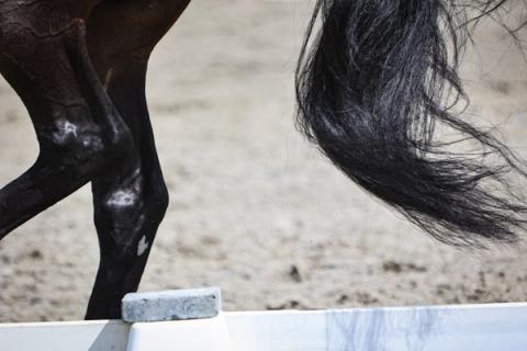 hest / Norges Rytterforbund