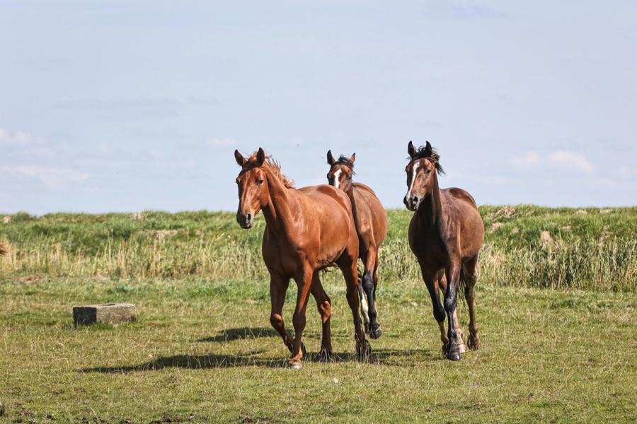 hest / Norges Rytterforbund / Hestevelferd for alle