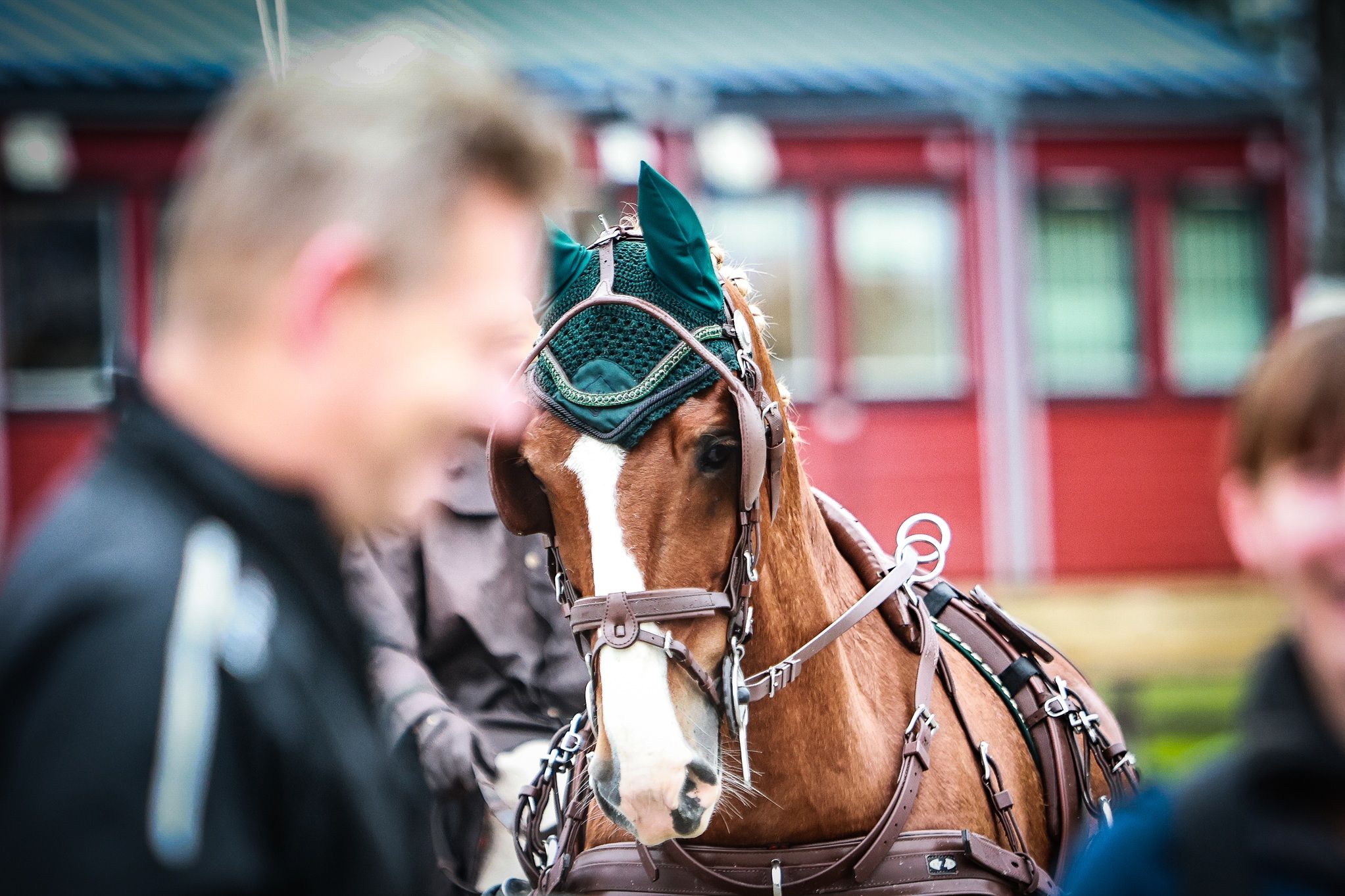 hest / Norges Rytterforbund