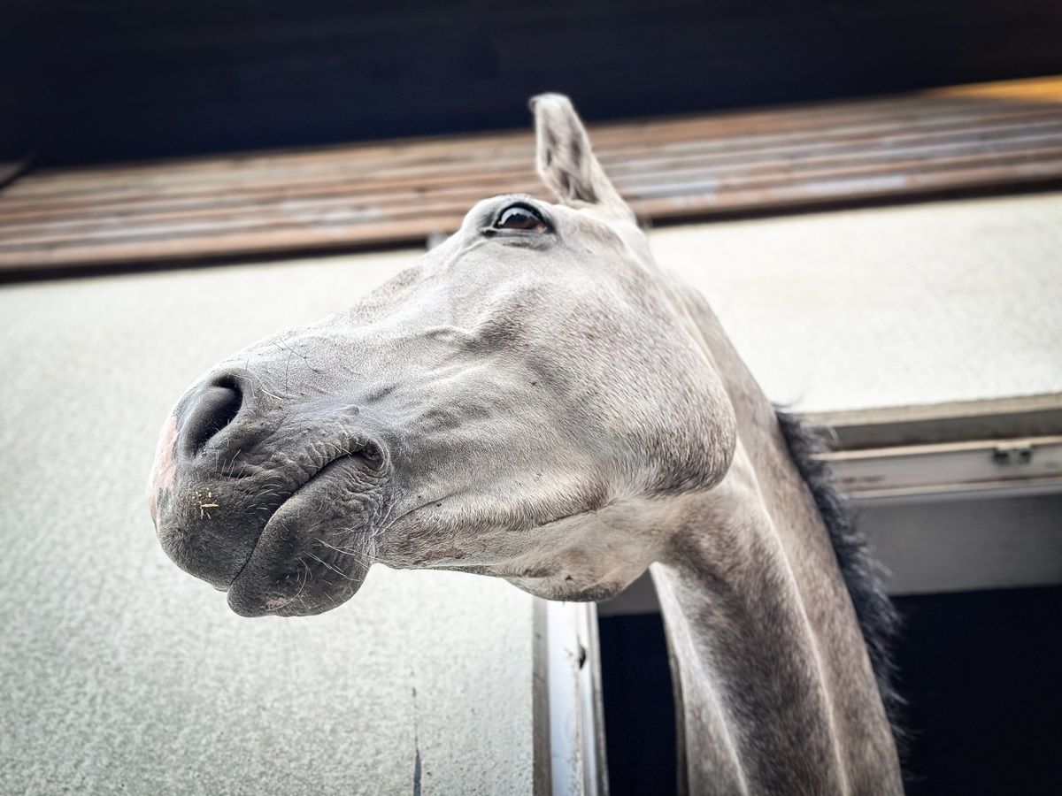 hest / Norges Rytterforbund / overgangsvindu