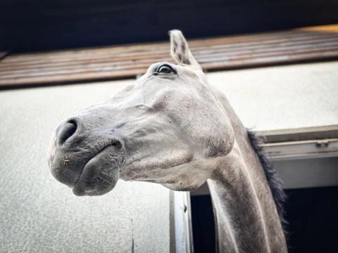 hest / Norges Rytterforbund / overgangsvindu